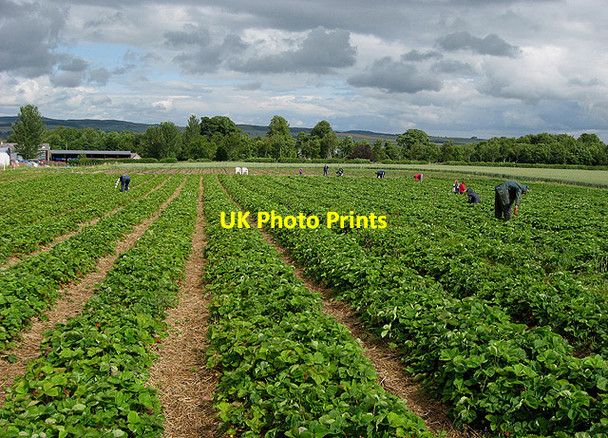 Photo 6"x4" Border Berries at Rutherford Farm Manorhill c2011