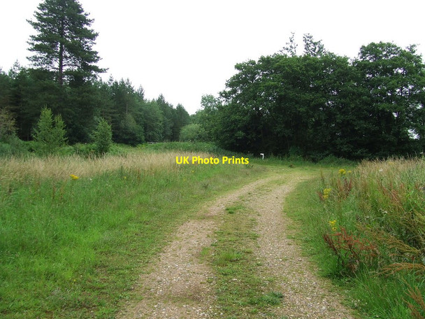 Photo 6"x4" Forest Track Junction Great Hockham c2011