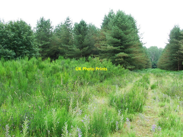 Photo 6"x4" Dense Forest Illington c2011