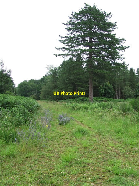 Photo 6"x4" Forest Track Illington c2011