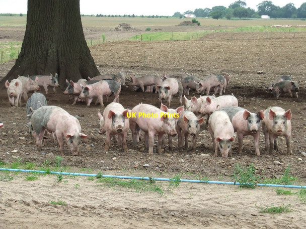 Photo 6"x4" Happy Pigs Illington c2011