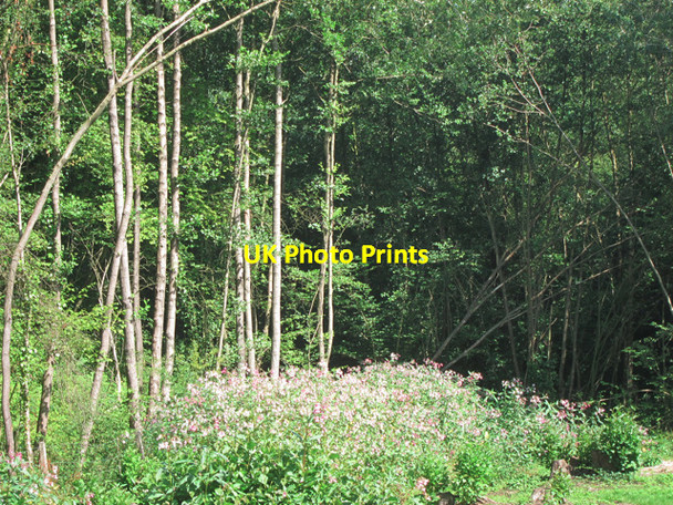 Photo 6"x4" Woodland clear by bridge 1026 Heathfield\/TQ5630 c2011