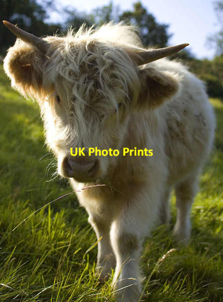 Photo 6"x4" Bovine beauty, Welton Dale Welton\/SE9627 c2011