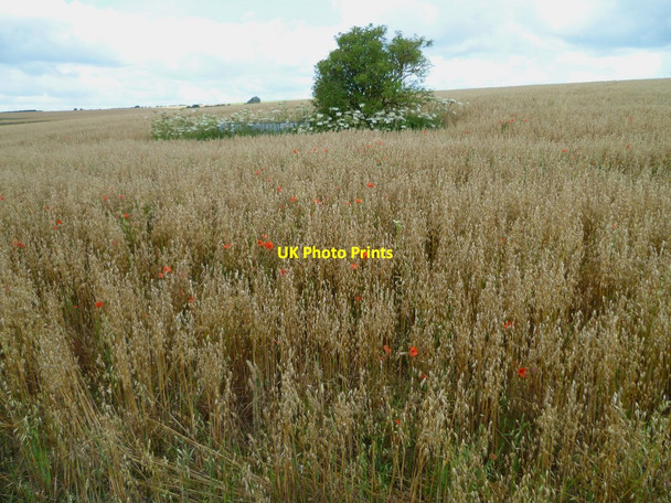 Photo 6"x4" Field with poppies and trough on the South Downs North End\/TQ1109 c2011