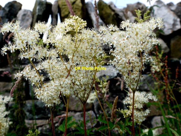 Photo 6"x4" Meadowsweet (Filipendula ulmaria) near Low Wythes Beck Thringarth c2011