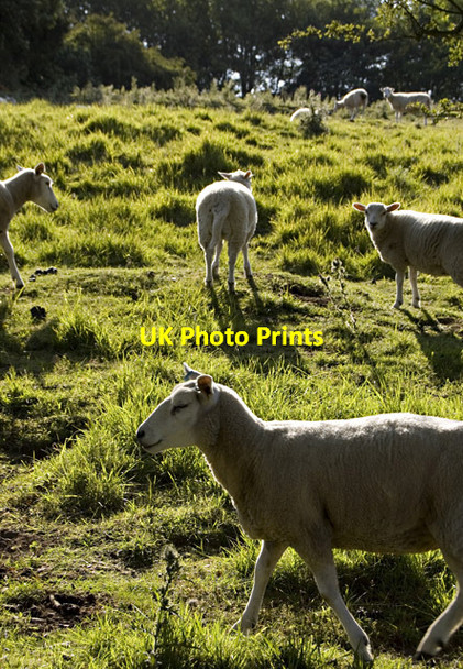Photo 6"x4" Welton Dale sheep Welton\/SE9627 c2011