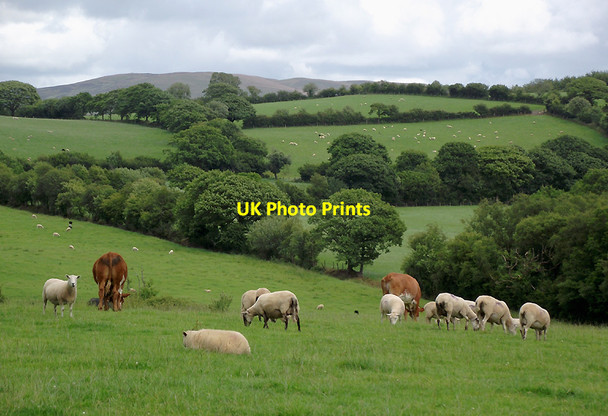 Photo 6"x4" Pasture  near Olmarch, Ceredigion Cockshead c2011
