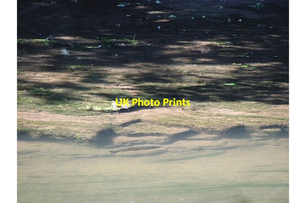 Photo 6"x4" River Teme Ashford Carbonell c2011