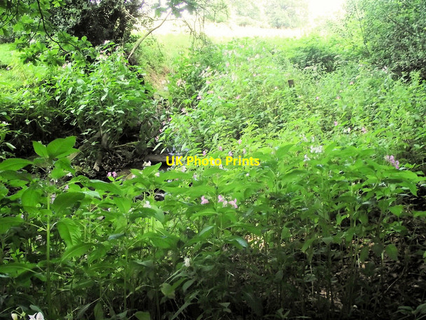 Photo 6"x4" Himalayan Balsam Biddulph c2011