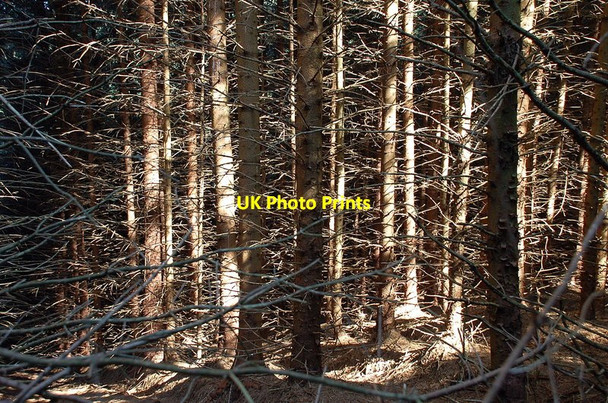 Photo 6"x4" Sunlight in the forest, Potburn Capplegill c2011