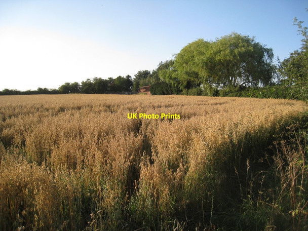 Photo 6"x4" Oats nearly ready for harvest East Halton c2011