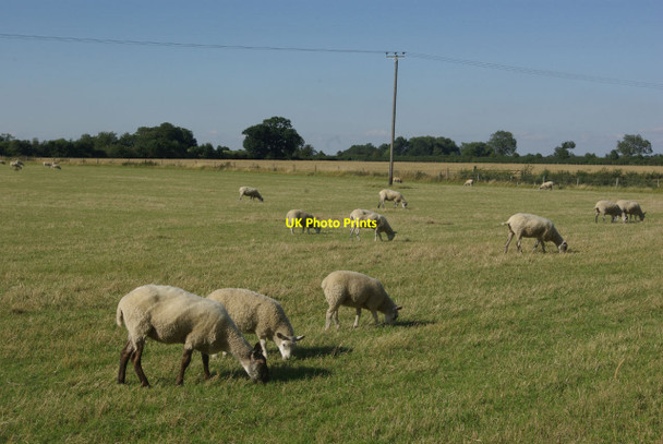Photo 6"x4" Sheep pasture near Clifton upon Dunsmore Dunsmore\/SP5476 c2011