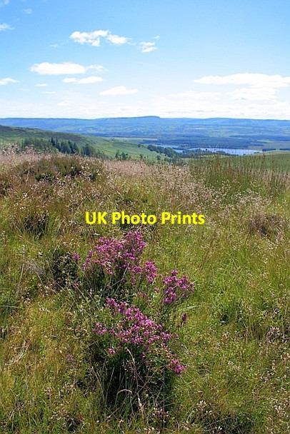Photo 6"x4" Bell Heather, Menteith Hills Port of Menteith c2011