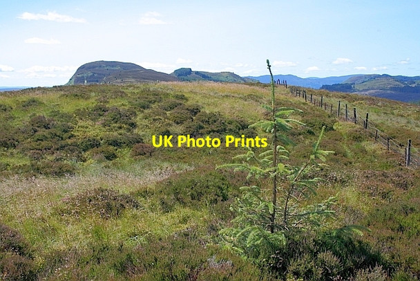 Photo 6"x4" Self Sown Tree on Menteith Hills Port of Menteith c2011