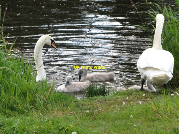 Photo 6"x4" Swans and cygnets at Lough Ramor Virginia\/N6087 c2011