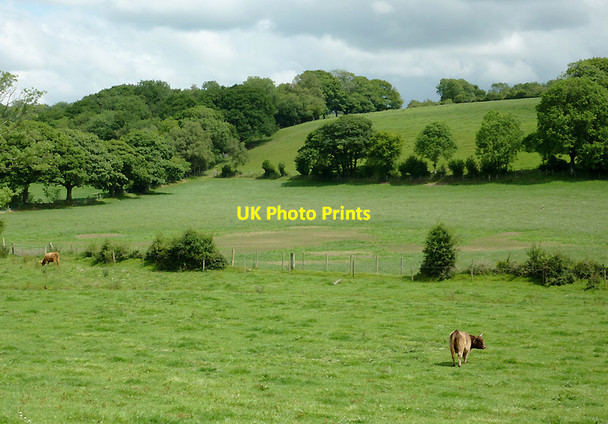 Photo 6"x4" Grazing near Olmarch, Ceredigion Cockshead c2011
