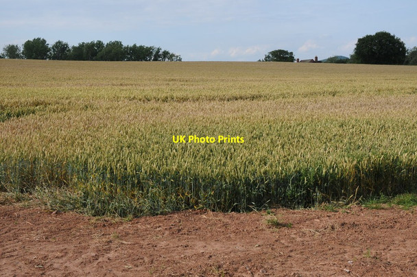 Photo 6"x4" Field of wheat Ledbury c2011