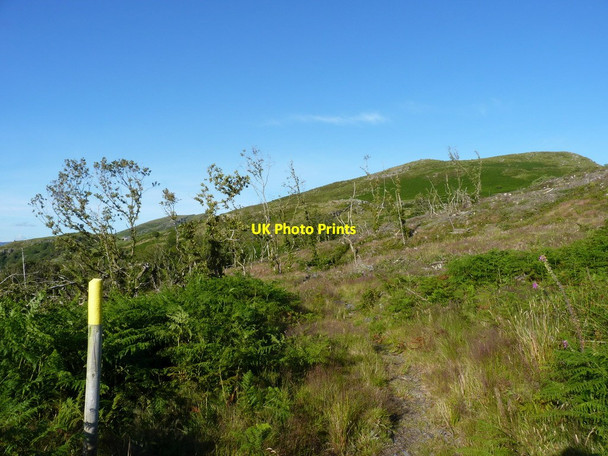 Photo 6"x4" Footpath through the Maes-y-Neuadd plantation Eisingrug c2011