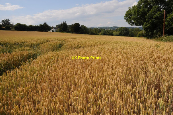 Photo 6"x4" Wheatfield near Upper Wolton Bodenham Bank c2011