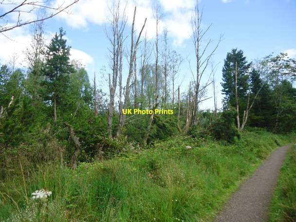 Photo 6"x4" Broadwood Loch, nature reserve Blackwood\/NS7274 c2011
