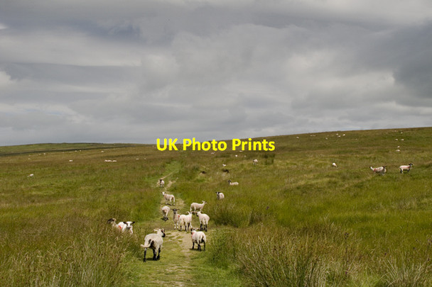 Photo 6"x4" Moor Lane Bridleway Fleets c2011