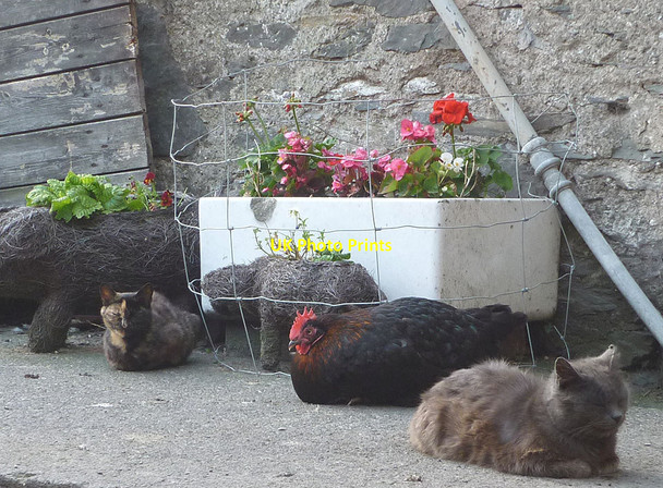 Photo 6"x4" Cats and a chicken at High House Crook\/SD4695 c2011