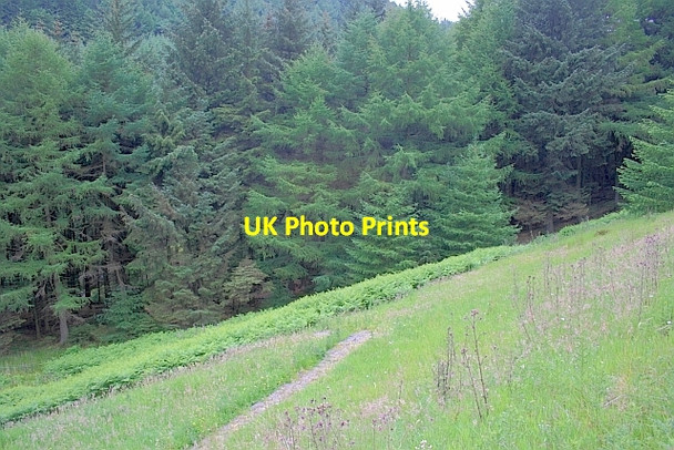 Photo 6"x4" Lady Clough Woods Lady Clough c2011