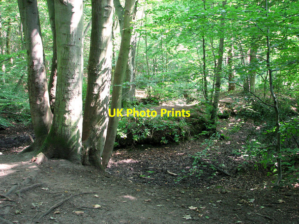 Photo 6"x4" Dry pond in Belmore Plantation, Thorpe St Andrew Thorpe End c2011