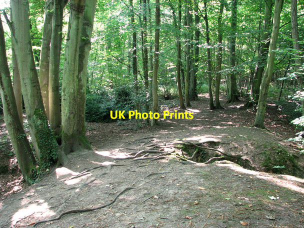 Photo 6"x4" Path past ponds in Belmore Plantation, Thorpe St Andrew Thorpe End c2011