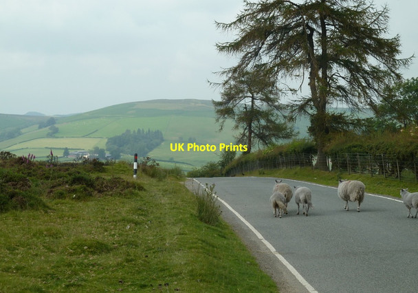 Photo 6"x4" Sheep on the B4356 above Llanbister Llanbister c2011