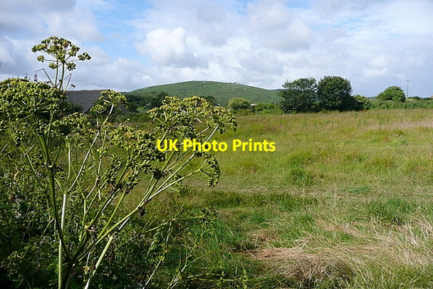Photo 6"x4" Grazing at Consol Farm St Ives\/SW5140 c2011