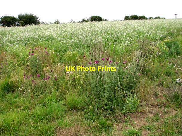 Photo 6"x4" Set-aside field by Scarboro' Wood, Burnham Thorpe Burnham Thorpe c2011
