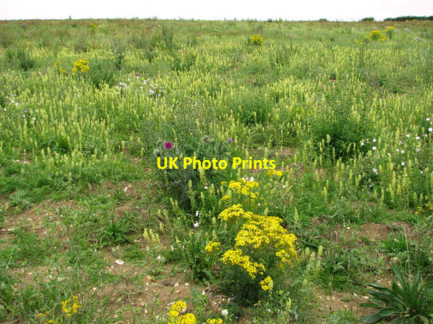 Photo 6"x4" Set-aside field by Scarboro' Wood, Burnham Thorpe Burnham Thorpe c2011