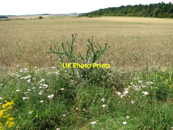 Photo 6"x4" Ripening barley east of Burnham Thorpe Burnham Thorpe c2011