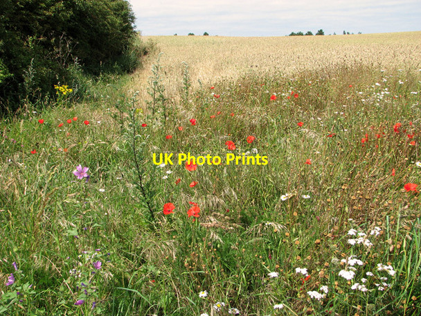 Photo 6"x4" Wild flowers growing along a field's edge, Burnham Thorpe Burnham Thorpe c2011