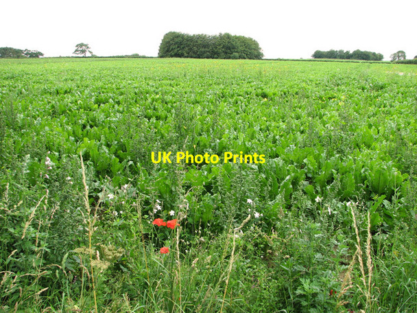 Photo 6"x4" Sugar beet field west of Leicester Square Farm, Southgate Southgate\/TF8634 c2011