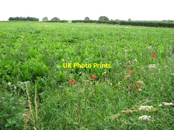 Photo 6"x4" Poppies on edge of sugar beet field, Southgate Southgate\/TF8634 c2011