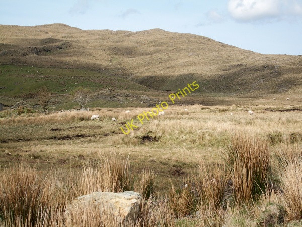 Photo 6"x4" Sheep pasture looking NNE from the top end of Glencullin Lough Cregganbaun c2008