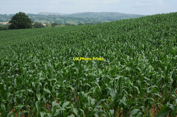Photo 6"x4" Field of maize Caynham\/SO5473 c2011