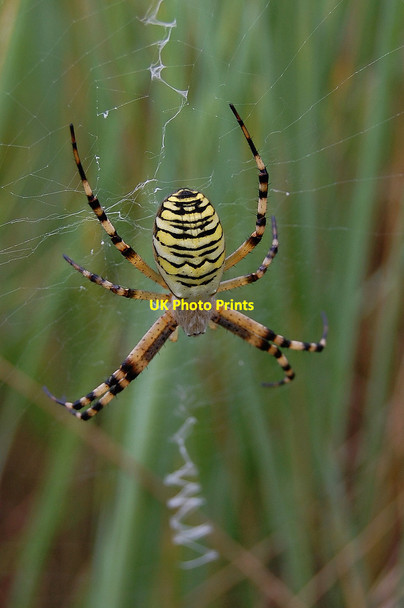 Photo 6"x4" Wasp Spider, Argiope bruennichi Churchend\/TR0092 c2011