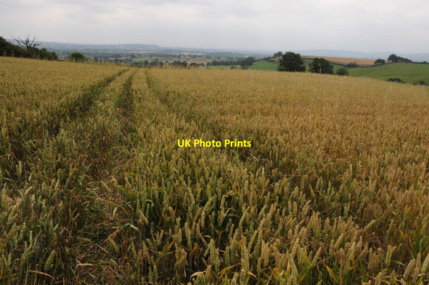 Photo 6"x4" Field of wheat near Whitton Knowle\/SO5973 c2011