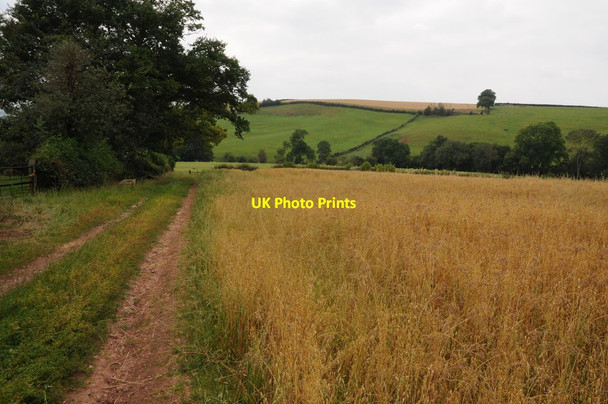 Photo 6"x4" Track beside a field of oats Whitton\/SO5772 c2011