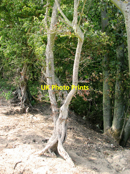 Photo 6"x4" Gnarly old hawthorn trees, Little Walsingham Great Walsingham c2011