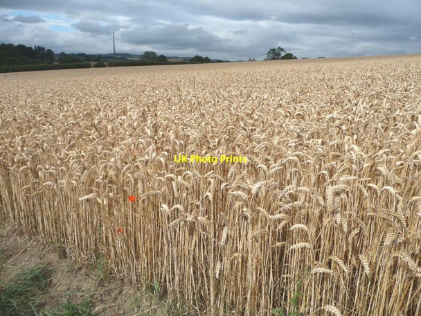 Photo 6"x4" View across wheatfield [1] Midgley\/SE2714 c2011