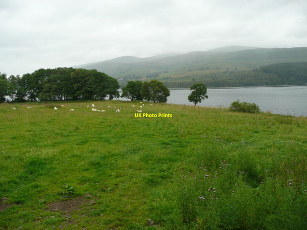 Photo 6"x4" Sheep grazing near Cloichran Milton Morenish c2011