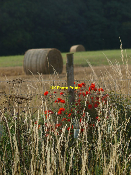 Photo 6"x4" Field Poppies Glaston c2011