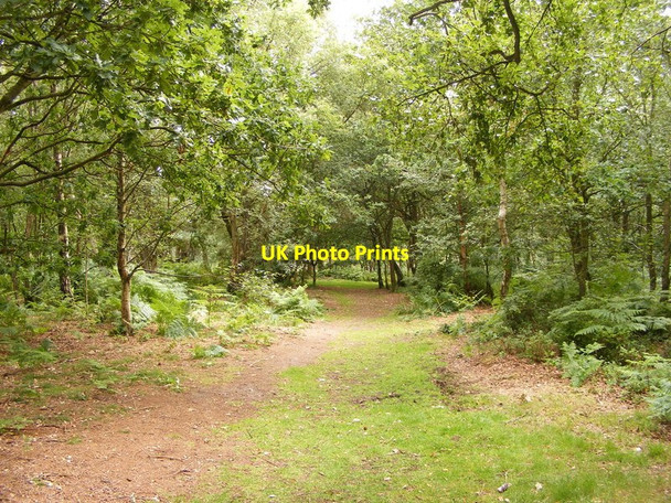 Photo 6"x4" Lickey Path Lickey c2011
