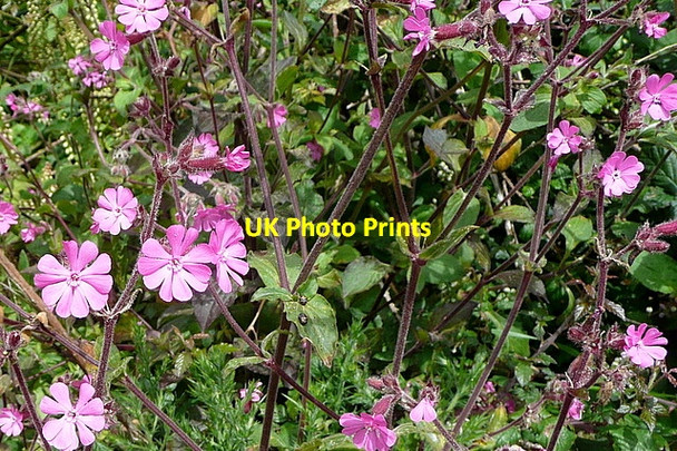 Photo 6"x4" Flowers on the bridleway Amalveor c2011