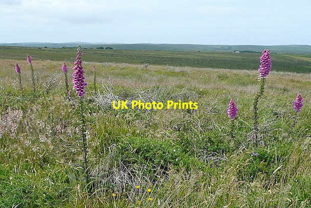 Photo 6"x4" Foxgloves on Amalveor Downs Amalveor c2011