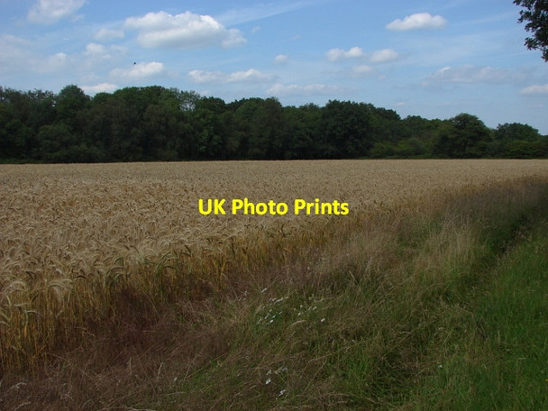 Photo 6"x4" Field near Wyke Flexford\/SU9250 c2011